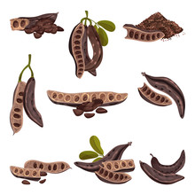 Carob Pod With Seeds Inside Isolated On White Background Vector Set