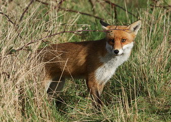 Wall Mural - A stunning wild Red Fox, Vulpes vulpes, hunting for food in a meadow.