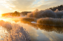 Frost Covered Reeds Lining A Stream At Sunrise, Sweden.