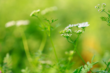 Sticker - green Coriander field in India 