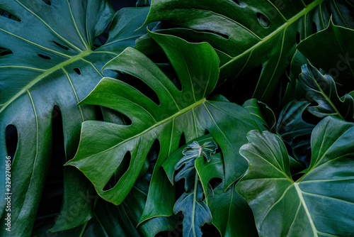 monstera-zielone-liscie-lub-monstera-deliciosa-w-ciemnych-odcieniach-tle-lub-zielone-lisciaste-tropikalne-lasy-sosnowe-do-kreatywnych-elementow-tekstury-monodera-philodendron