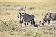 Oryx (Gemsbok) At Etosha National Park, Namibia