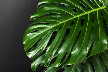 Wall Mural - Close up of a monstera leaf on dark black background. Object