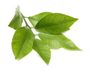 Wall Mural - Lemon leaf isolated on white background