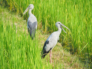 stork on grass