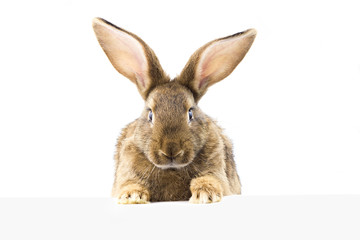 Wall Mural - gray fluffy rabbit looking at the signboard. Isolated on white background. Easter bunny