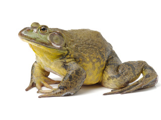 bullfrog, rana catesbeiana, against white background, studio shot