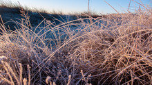 Colorful Frozen Vegetation And Grass Plants At The Beach In Winter