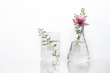 Wall Mural - pink flower and green herb plant in glass flask and beaker medical health science white laboratory b