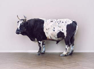 Bull in room