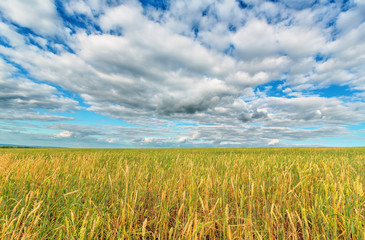 Wheat ears and cloudy sky