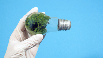 two types of moss are grown in a closed vessel light bulb, alternative energy concept, energy-saving