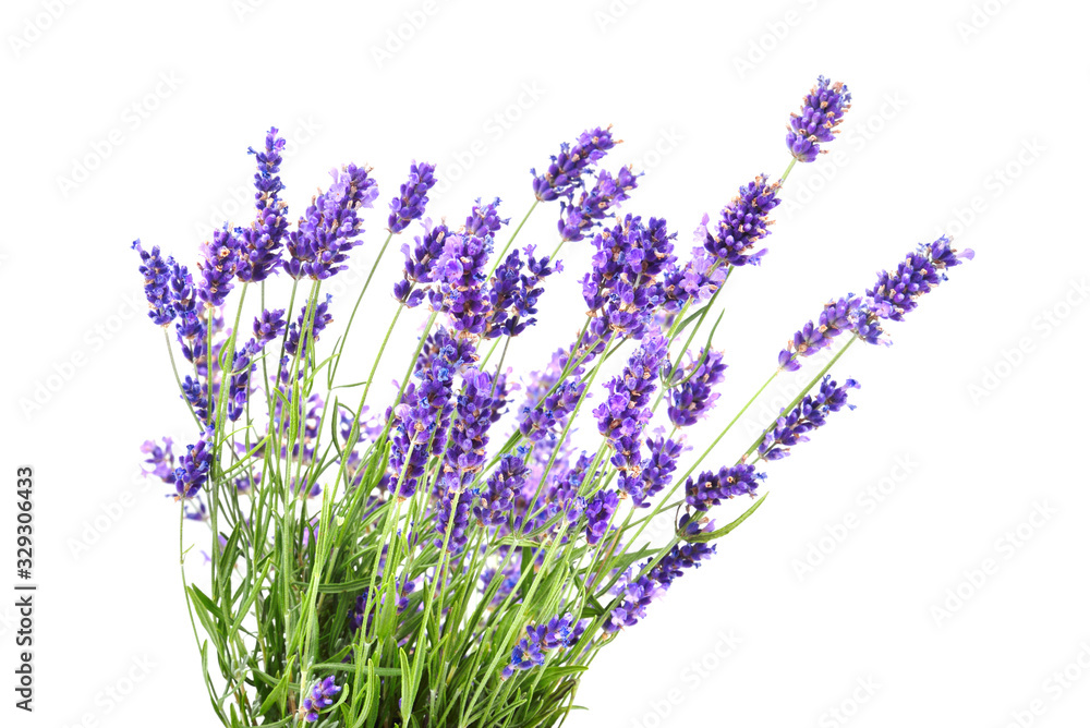 Bunch of lavender - obrazy, fototapety, plakaty 