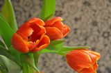 Fototapeta Kwiaty - Beautiful red tulips on a vintage gray background.Red tulips with a yellow border on the petals. Close-up