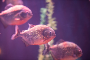 fishes in a marine aquarium.