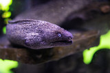 Fototapeta Zwierzęta - moray eel in a marine aquarium