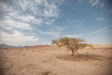One Tree In A Dry Sandy Empty Amid Hills And Clouds. A Lonely Tree In Arid Dustagainst Against A Backdrop Of Remote Hills And Sky