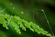 © WWC - Harvestmen china