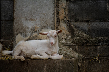 Little lamb taking rest in a summer day