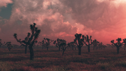 Wall Mural - Joshua trees under stormy sky at sunset. Digitally generated image.
