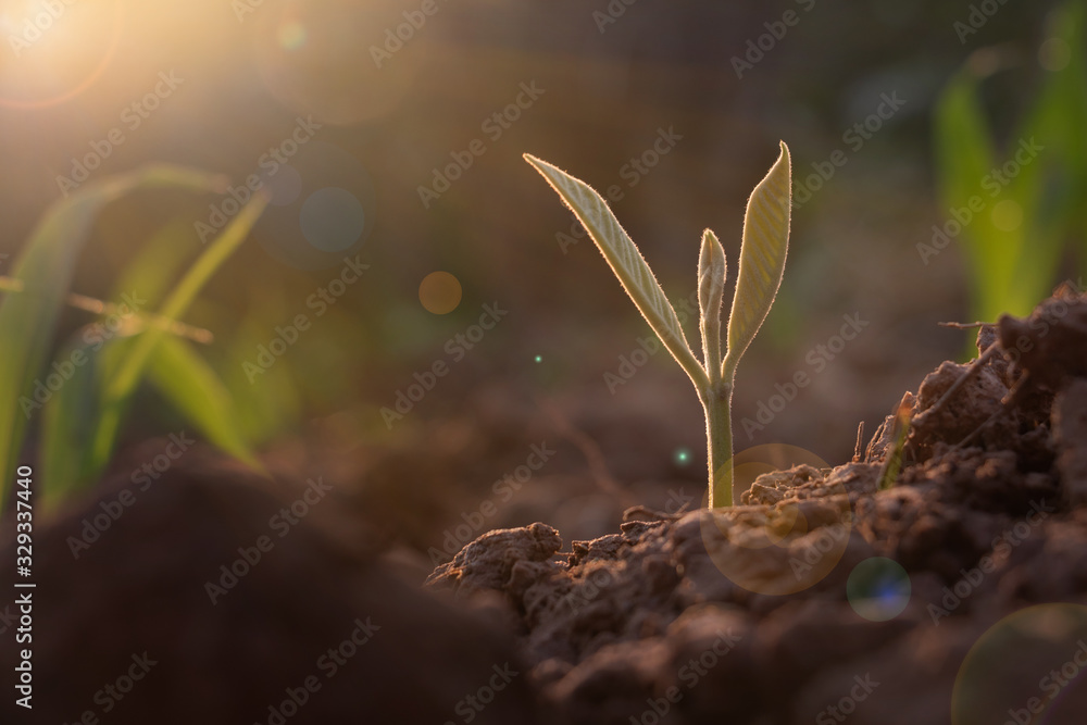 Growing plant,Young plant in the morning light on ground background, New life concept.Small plants on the ground in spring.fresh,seed,Photo fresh and Agriculture  concept idea. - obrazy, fototapety, plakaty 