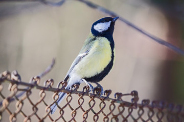 Wall Mural - great tit on old steel net