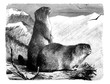 Marmot (Arctomys marmota)/ Antique illustration from Brockhaus Konversations-Lexikon 1908