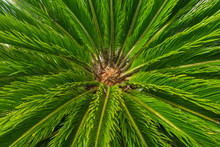 Palm Tree Sagu Cica Revoluta View From Above