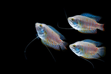 Dwarf gourami (Colisa lalia) isolated on black background