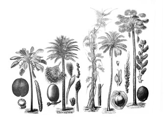 Tropical palm collection / Antique illustration from Brockhaus Konversations-Lexikon 1908