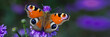 Tagpfauenauge (Aglais io) Schmetterling sitzt auf blauer Blüte, Panorama