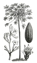 Papaya Tree (Carica Papaya) / Antique Illustration From Brockhaus Konversations-Lexikon 1908