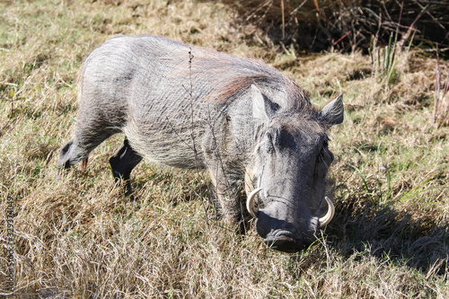 Cuadros en Lienzo Warthog among grass and shrubs in the African savanna.