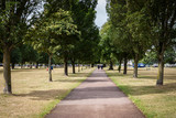 Fototapeta Miasto - a path in the park with a row of tall trees