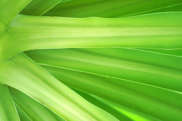 Wall Mural - Dracaena cochinchinensis, green leaves pattern.