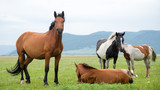 Fototapeta Konie - Horses in the meadow. Livestock in the countryside. Aspect ratio 16: 9. 