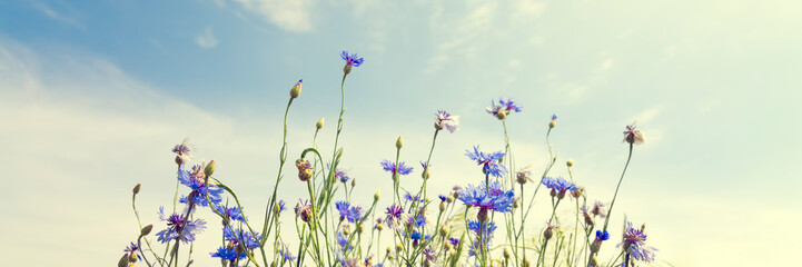 Wild flowers on sunny blue sky, spring meadow