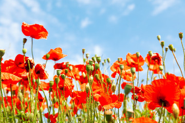 Poster - Red poppy flowers on sunny blue sky, poppies spring blossom, green meadow with flowers