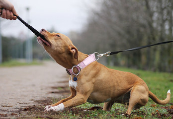 Poster - Pittbull terrier dog in the park. Dog outside.