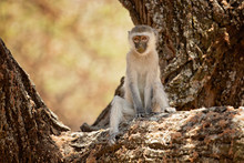 Vervet Monkey (Chlorocebus Pygerythrus), Or Simply Vervet, Is An Old World Monkey Of The Family Cercopithecidae Native To Africa.
