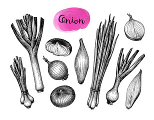 Canvas Print - onions, leeks and scallions.