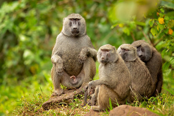 olive baboon (papio anubis), also called the anubis baboon, is a member of the family cercopithecida