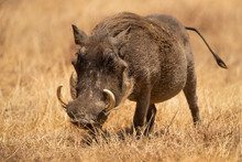 Common Warthog (Phacochoerus Africanus) Is A Wild Member Of The Pig Family (Suidae) Found In Grassland, Savanna, And Woodland In Sub-Saharan Africa.