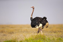 Common Ostrich (Struthio Camelus), Or Simply Ostrich, Is A Species Of Large Flightless Bird Native To Certain Large Areas Of Africa.