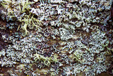 Fototapeta Kwiaty - Green moss background