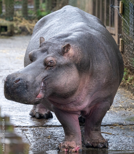 hippo on ramp leading to water Tableau sur Toile