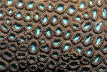 Close Up Of Stony Coral