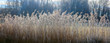 Schilfgürtel am Teich mit Rauhreif im Herbst, Panorama