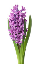 Beautiful Purple Hyacinth Isolated On White. Spring Flower