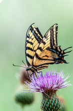 Western Tiger Swallowtail Papilio Rutulus 